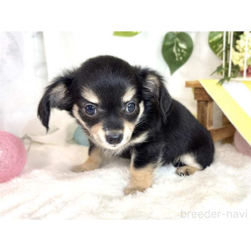 成約済の滋賀県のチワックス:チワワ×ミニチュアダックスフンド-413326の2枚目